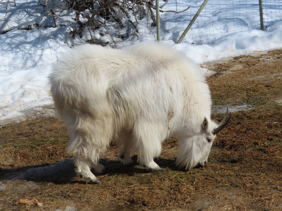 A mountain goat at the Yukon Wildlife Preserve.