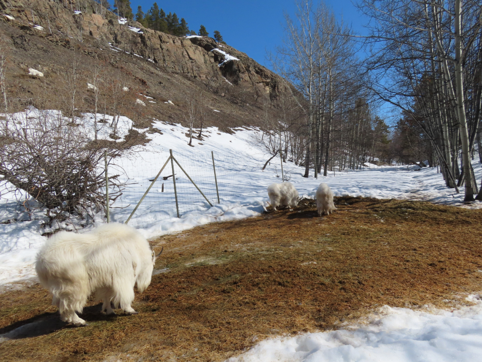 Mountain goats at the Yukon Wildlife Preserve.