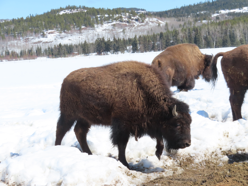 Bison at the Yukon Wildlife Preserve.