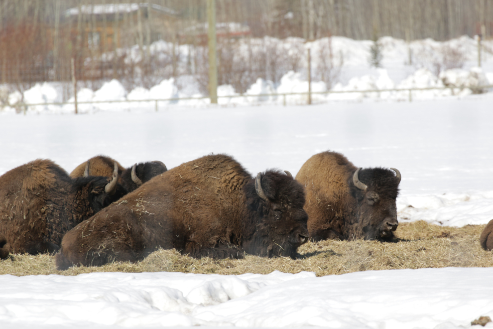 Bison at the Yukon Wildlife Preserve near Whitehorse.