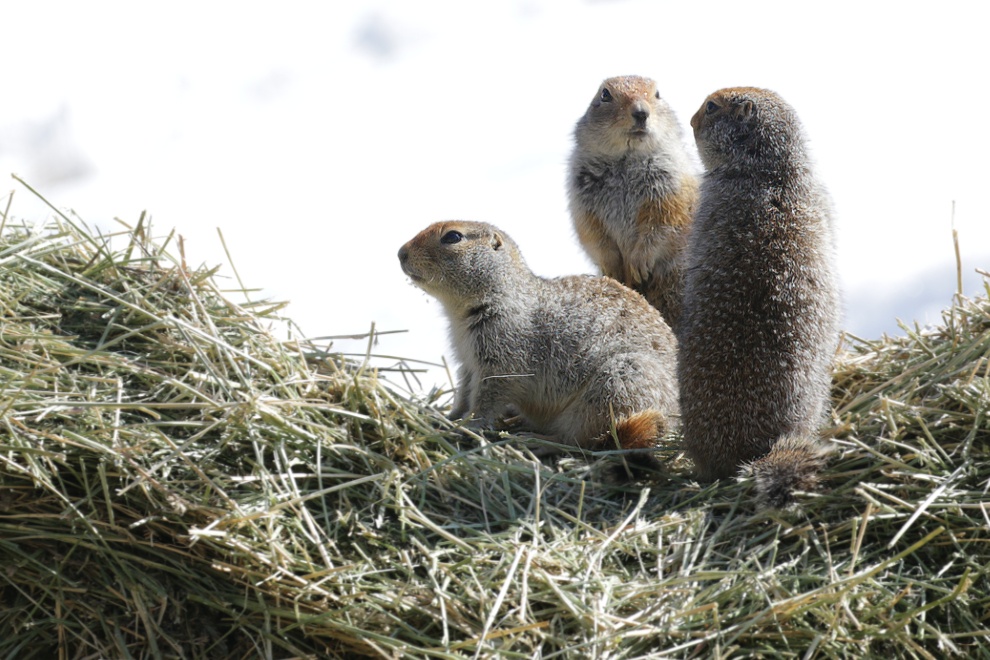 Arctic ground squirrels at the Yukon Wildlife Preserve.
