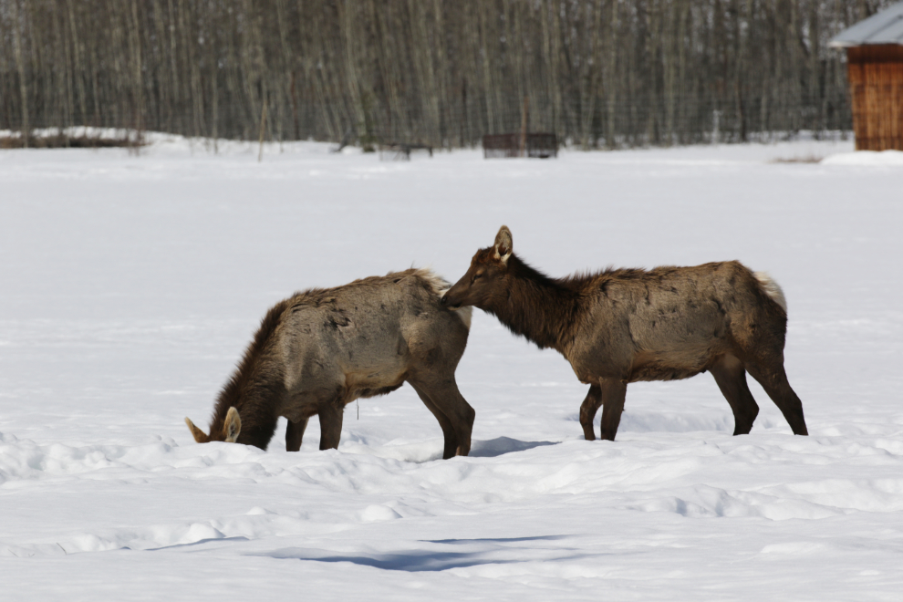 Elk at the Yukon Wildlife Preserve.