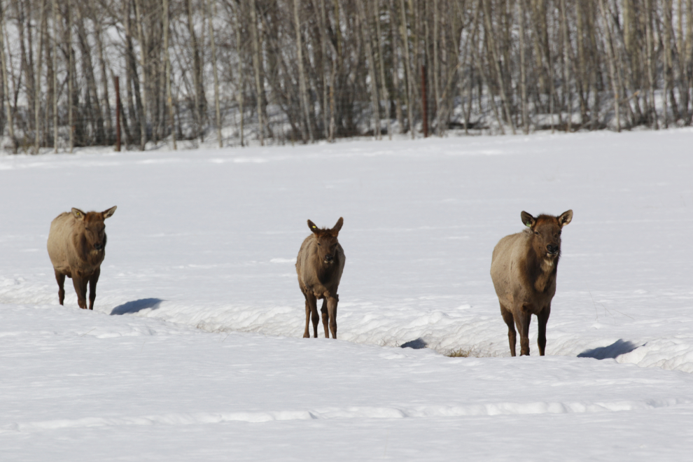 Elk at the Yukon Wildlife Preserve.
