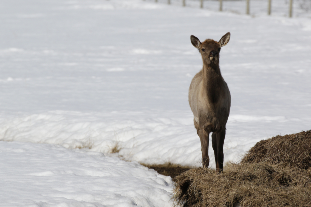 Elk at the Yukon Wildlife Preserve.