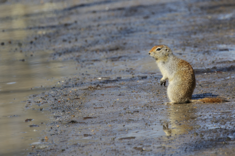 Arctic ground squirrel at the Yukon Wildlife Preserve.