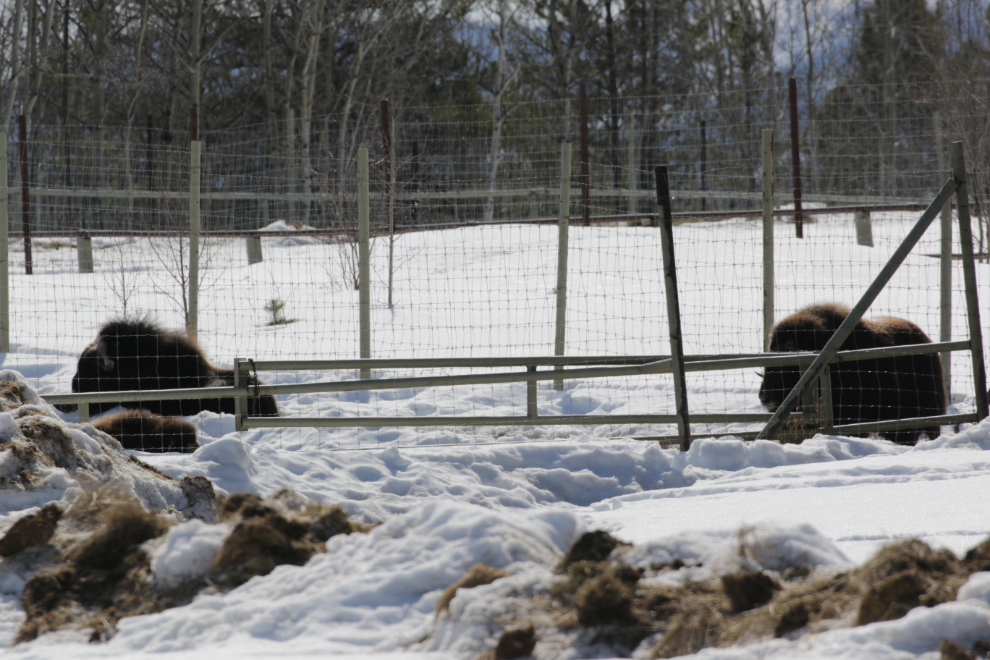 Musk oxen at the Yukon Wildlife Preserve.