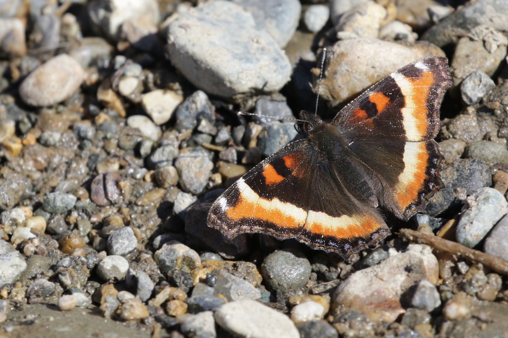 A Milbert's tortoiseshell butterfly (Aglais milberti) at the Yukon Wildlife Preserve.