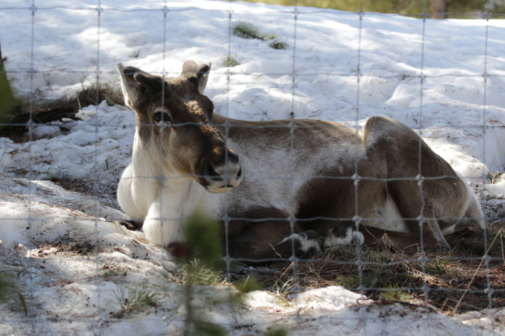 Caribou at the Yukon Wildlife Preserve.