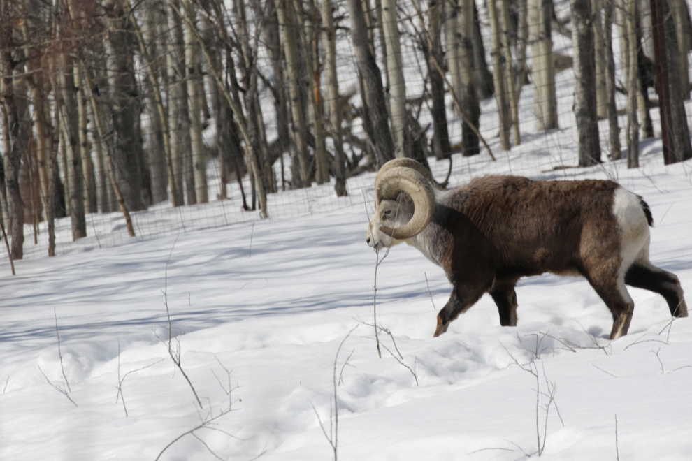 Thin horn sheep ram at the Yukon Wildlife Preserve.