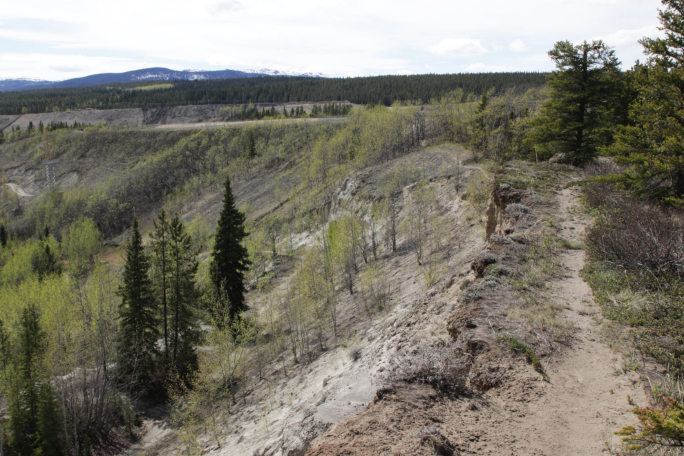 A little-used trail at the south end of the Whitehorse airport.
