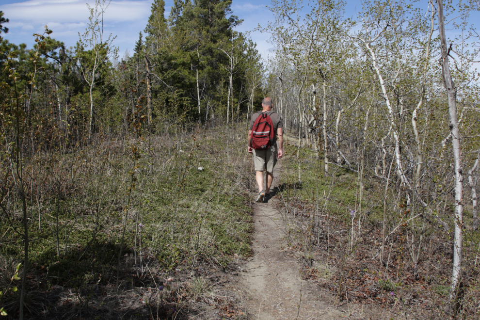 One of the trails at the south end of the Whitehorse airport.