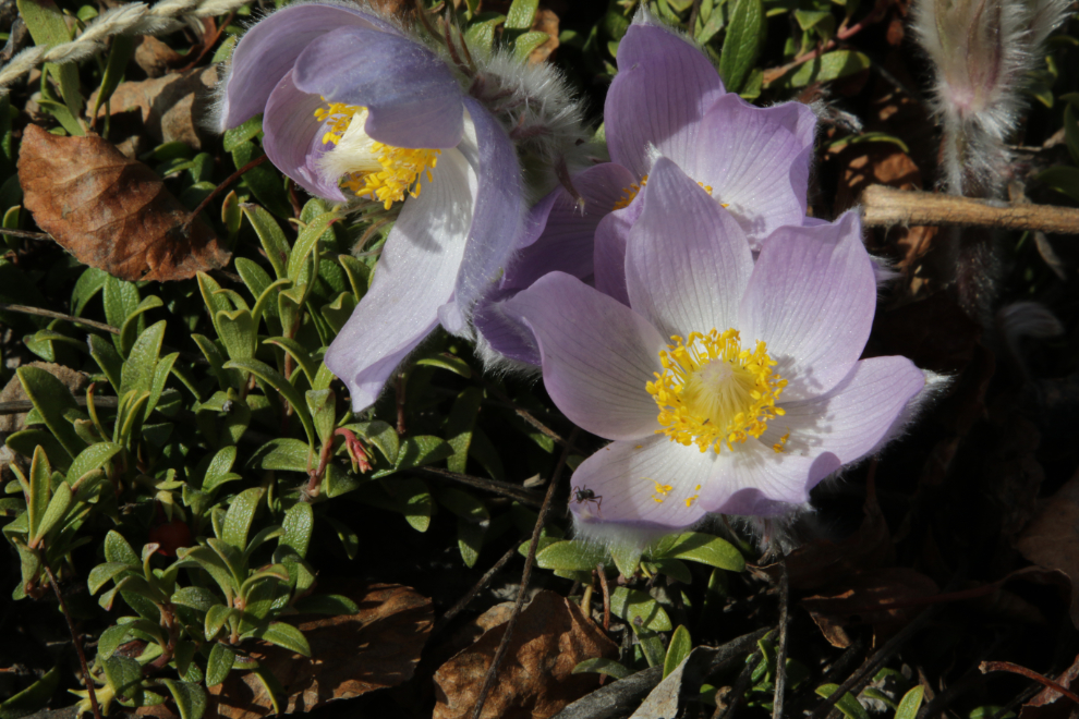 Prairie crocus along one of the trails at the south end of the Whitehorse airport.