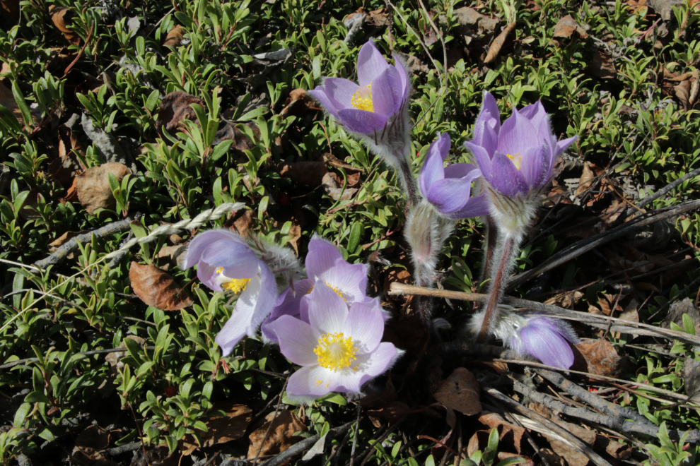 Prairie crocus along one of the trails at the south end of the Whitehorse airport.