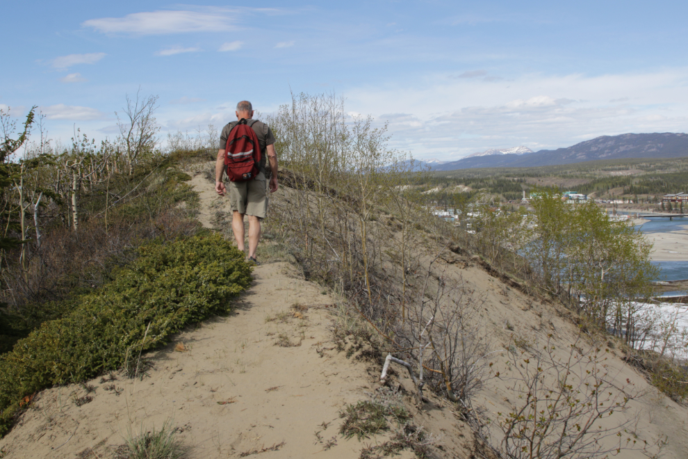 One of the trails at the south end of the Whitehorse airport.