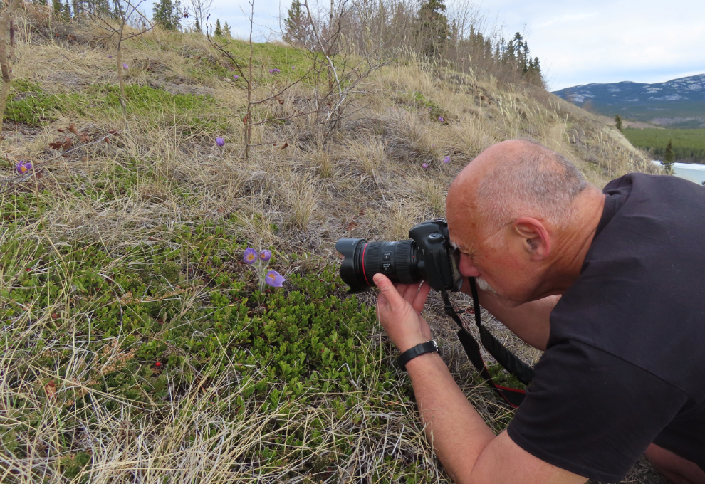 Murray Lundberg photographing Prairie Crocus (Pulsatilla patens) at Whitehorse.