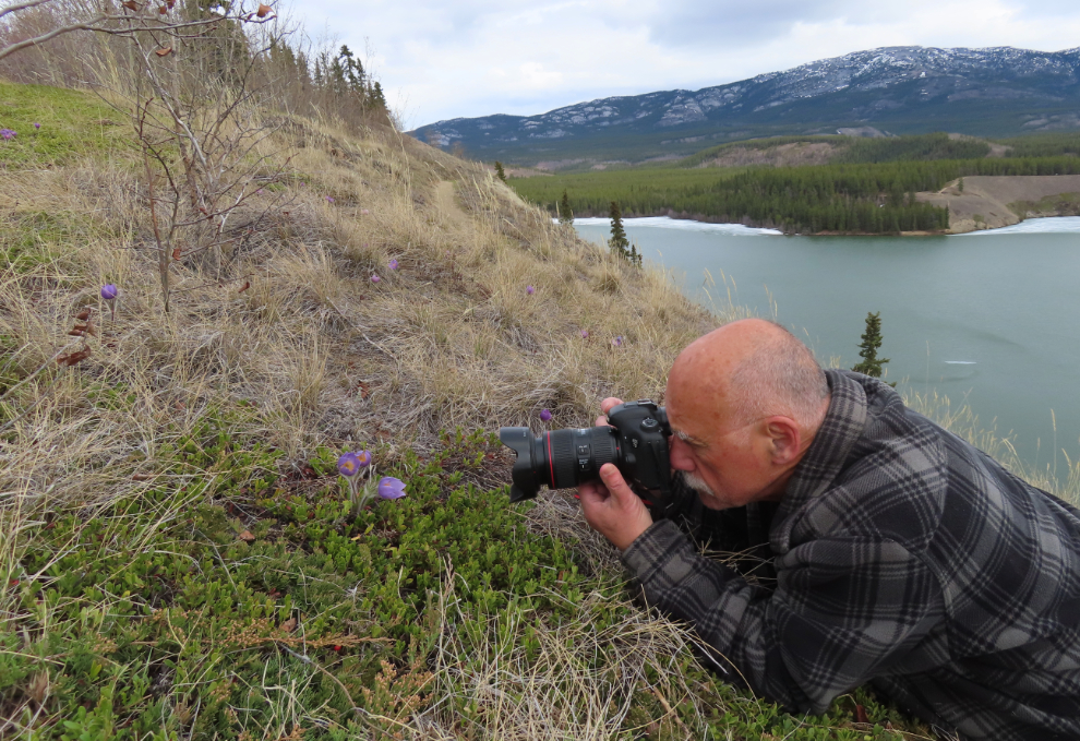 Photographing the first Prairie crocus of the season at Whitehorse.