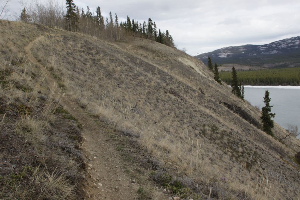 The Yukon River Loop Route trail overlooking Schwatka Lake.