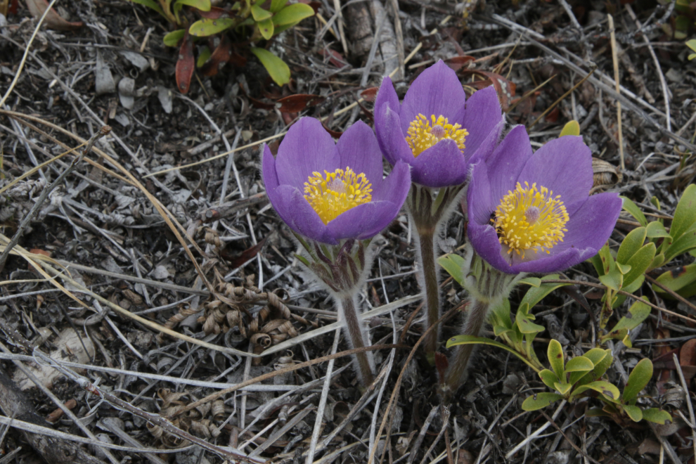 Prairie Crocus (Pulsatilla patens) at Whitehorse.