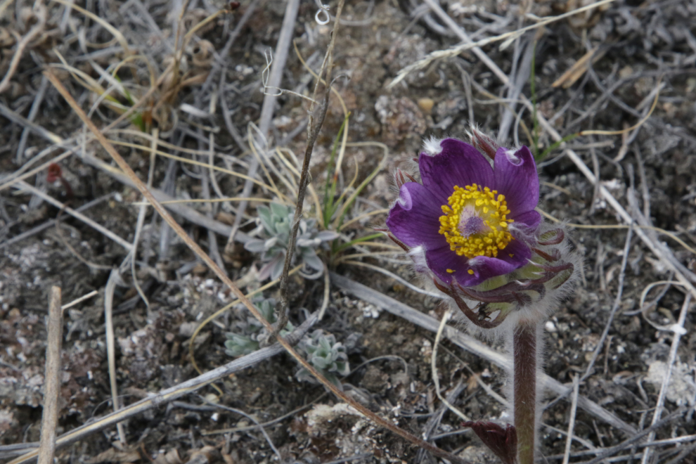 Prairie Crocus (Pulsatilla patens) at Whitehorse.