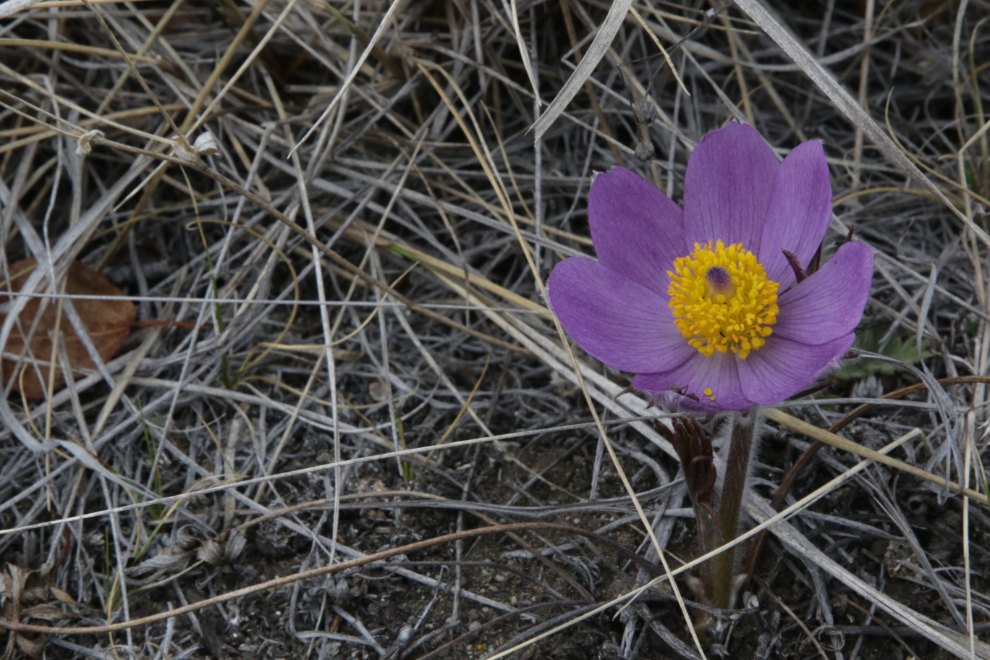 Prairie Crocus (Pulsatilla patens) at Whitehorse.