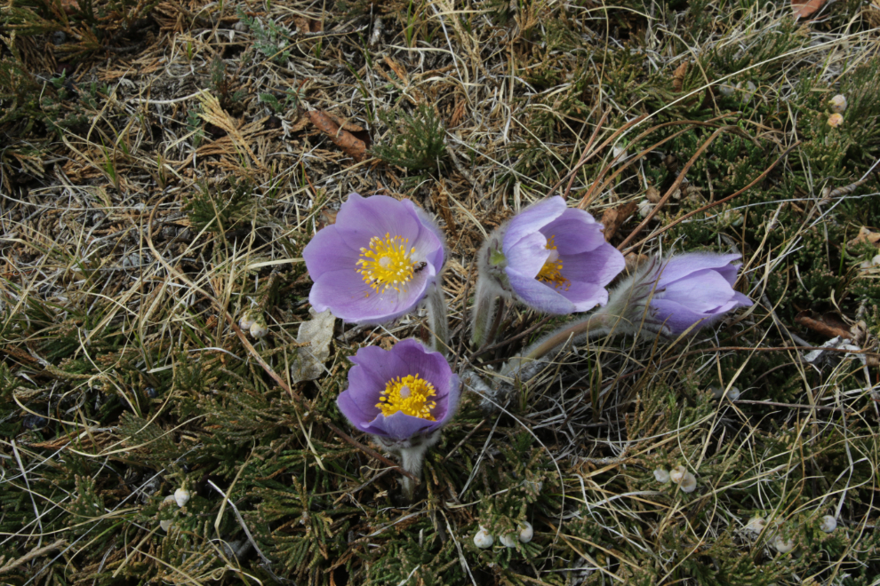 Prairie Crocus (Pulsatilla patens) at Whitehorse.