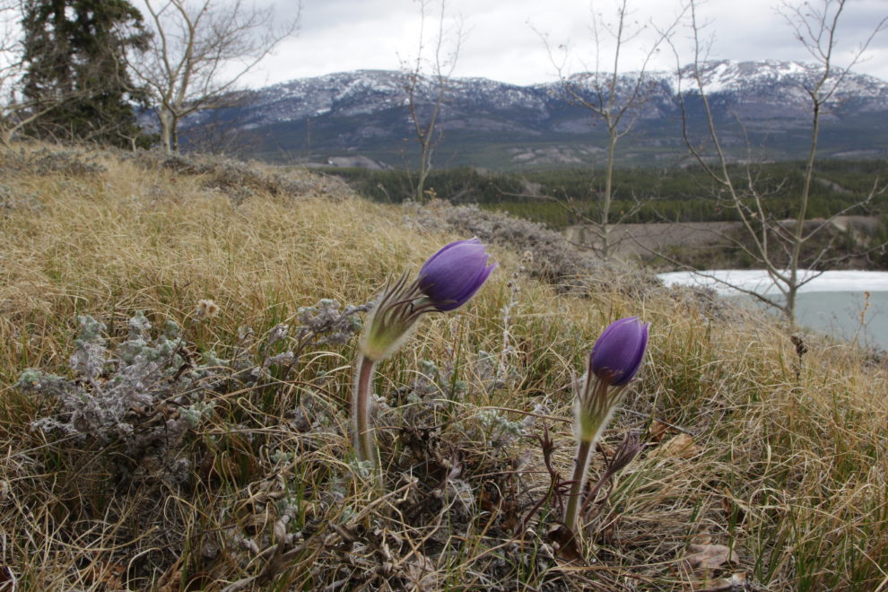 Prairie Crocus (Pulsatilla patens) above Schwatka Lake at Whitehorse.