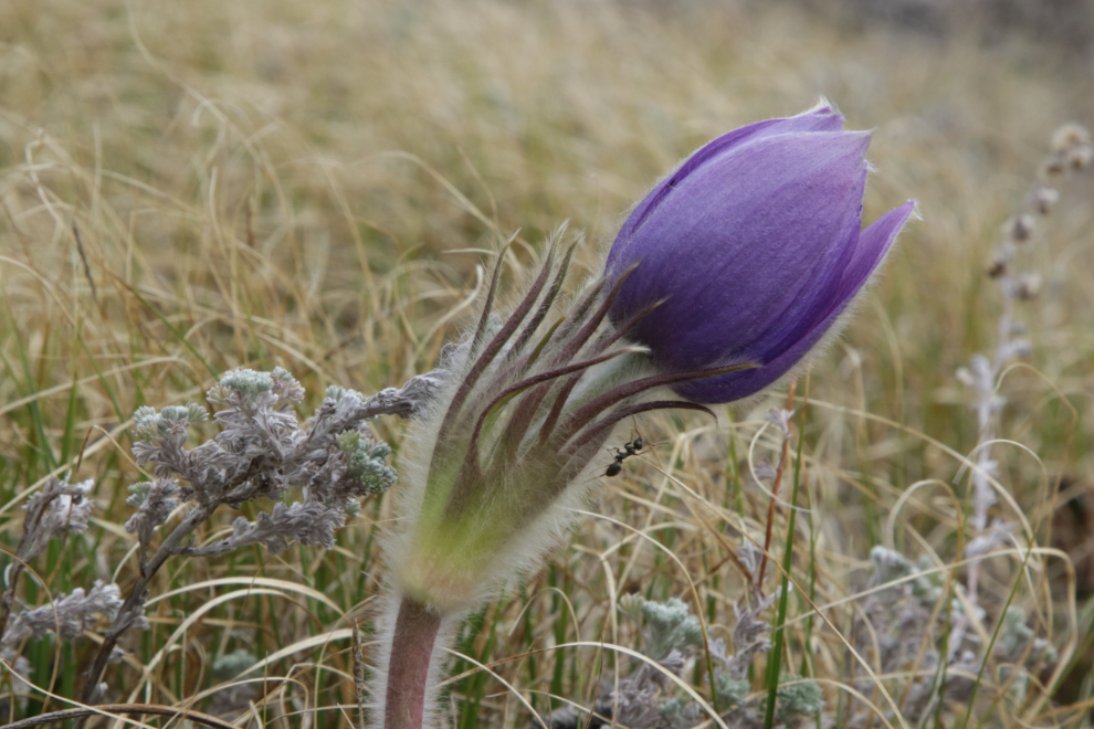Prairie Crocus (Pulsatilla patens) at Whitehorse.