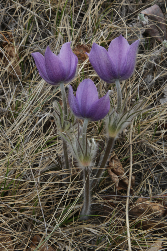Prairie Crocus (Pulsatilla patens) at Whitehorse.