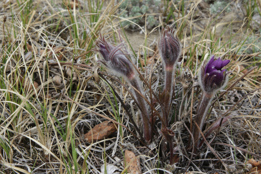 Prairie Crocus (Pulsatilla patens) buds at Whitehorse.