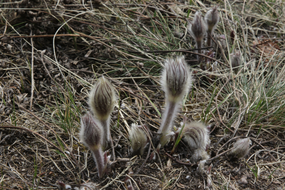 Prairie Crocus / Pasqueflower (Pulsatilla patens) buds at Whitehorse.