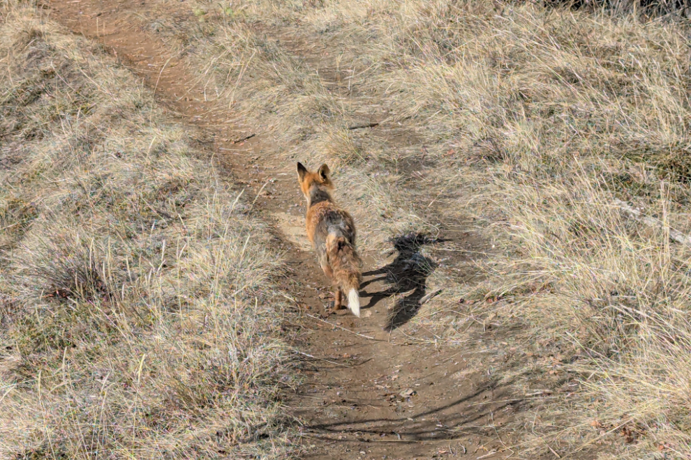 A fox trotting past me on the Hospital Ridge Trail, Whitehorse, Yukon.