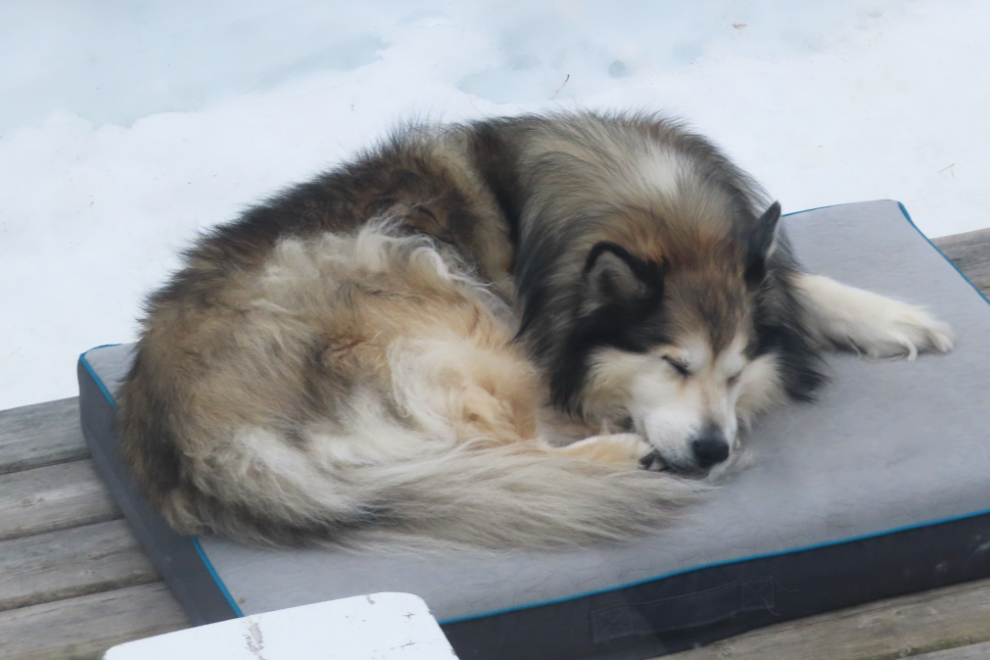 My dog  Bella asleep on her bed on the deck.