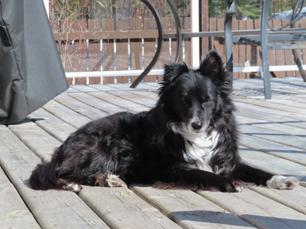 My dog Tucker loving the Spring sunshine.