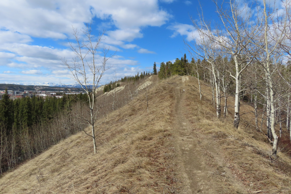 The Hospital Ridge Trail, Whitehorse, Yukon.