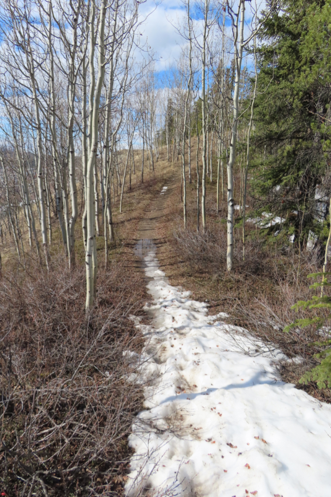 The Hospital Ridge Trail, Whitehorse, Yukon.