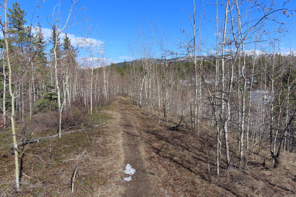 The Hospital Ridge Trail, Whitehorse, Yukon