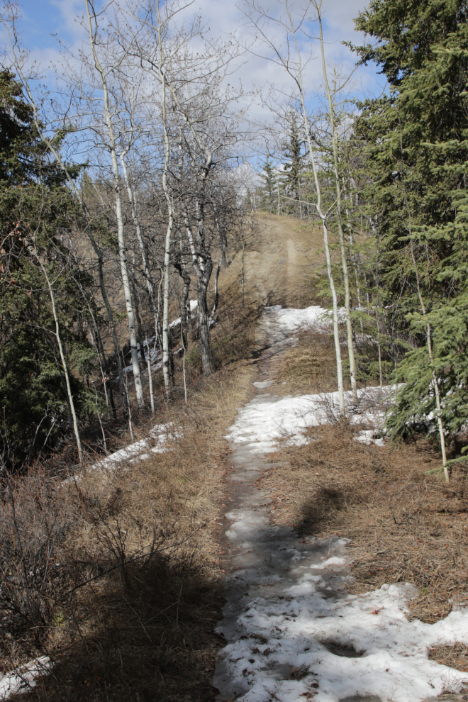 The Hospital Ridge Trail, Whitehorse, Yukon.