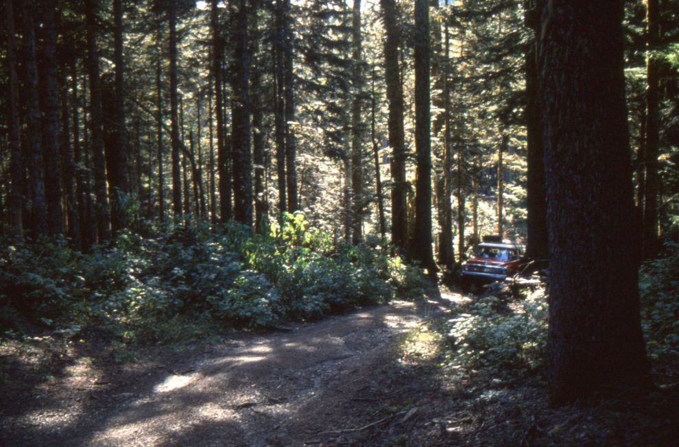 A beautiful old-growth forest in the Chipmunk valley near Chilliwack, BC, in 1989.