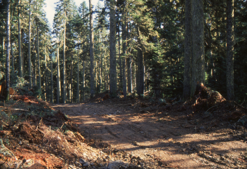 A new logging road into a beautiful old-growth forest in the Chipmunk valley near Chilliwack, BC, in 1989.