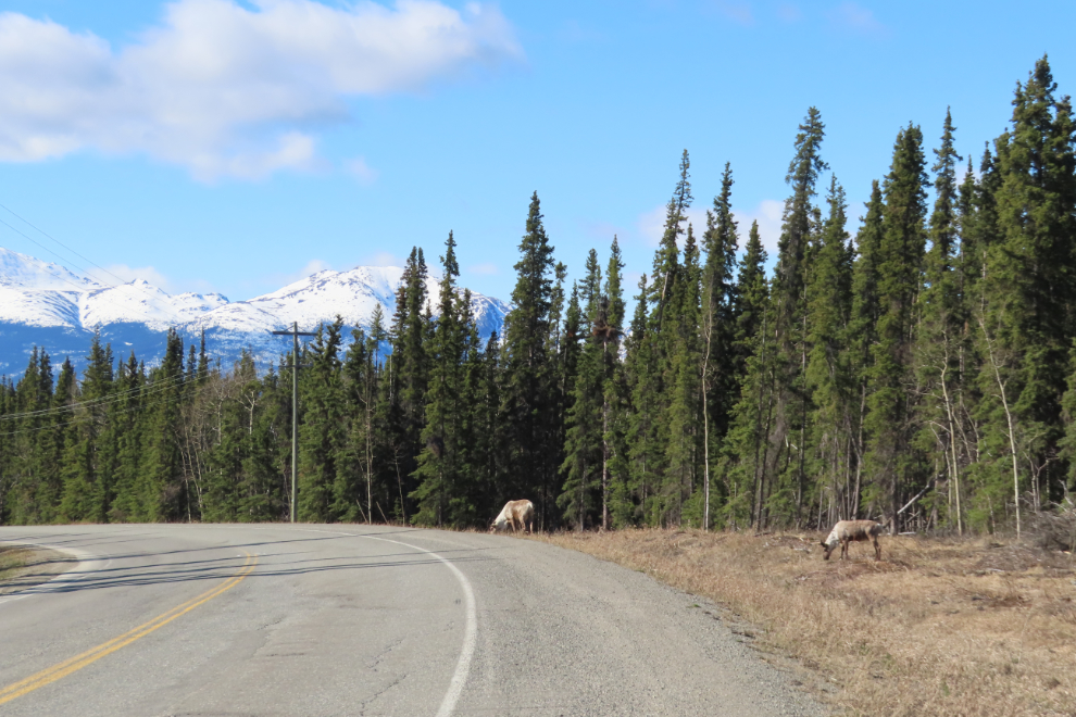 Caribou along the South Klondike Highway, Yukon.