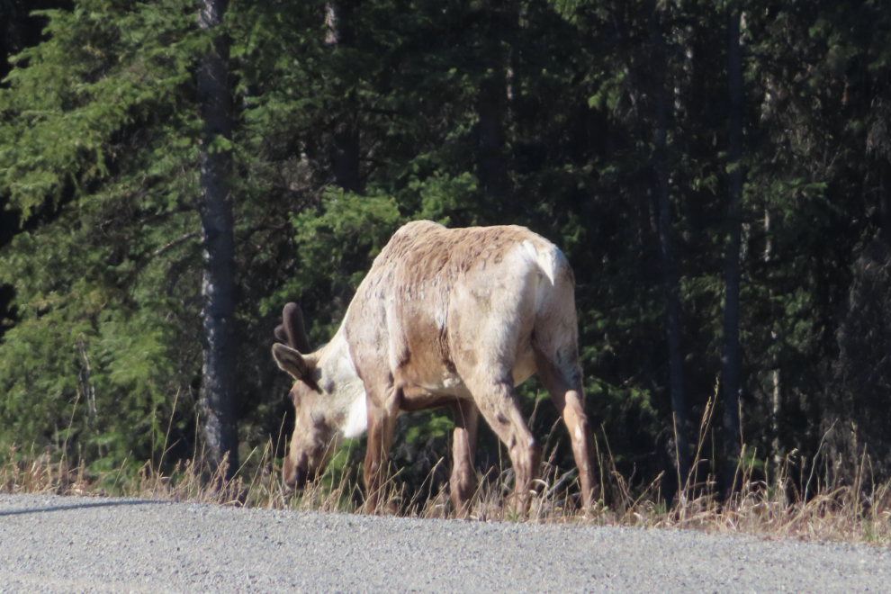 Caribou along the South Klondike Highway, Yukon.
