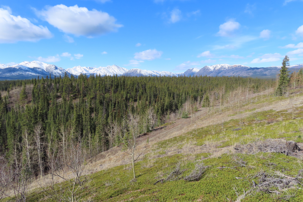 A vast view above Rat Lake, Yukon.