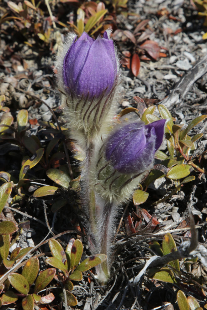 Prairie crocus above Rat Lake, Yukon.
