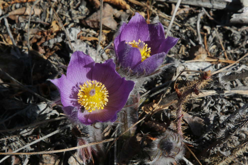 Prairie crocus above Rat Lake, Yukon.