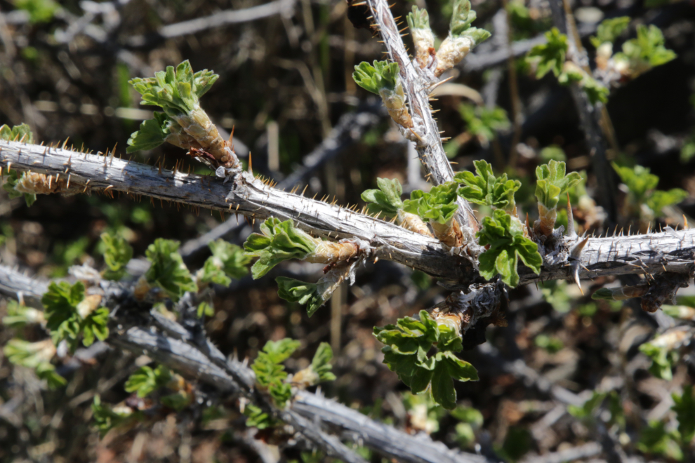 Gooseberry along the hiking trail to the historic Venus silver mine, Yukon.