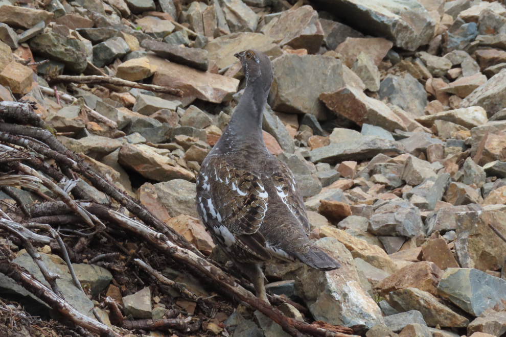 A grouse at the historic Venus silver mine in the southern Yukon.
