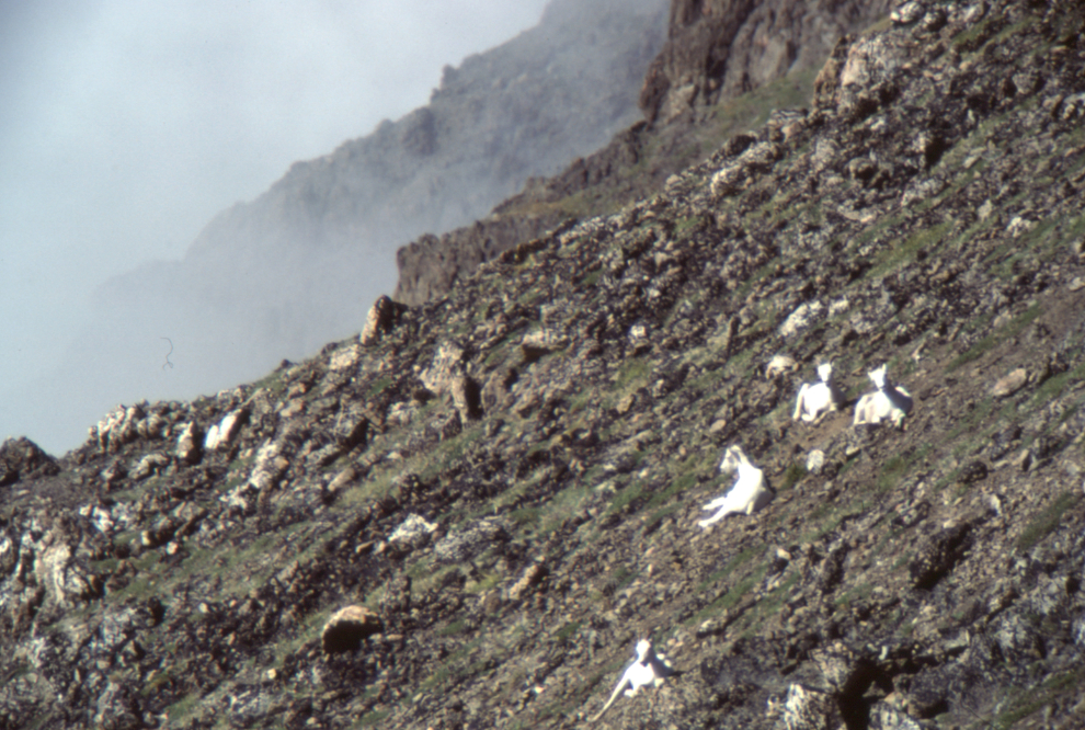 Dall sheep near the Wolverine Peak Trail, Anchorage, Alaska