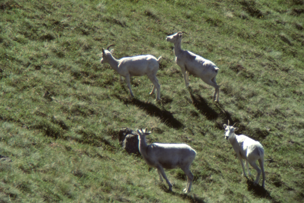 Dall sheep near the Wolverine Peak Trail, Anchorage, Alaska