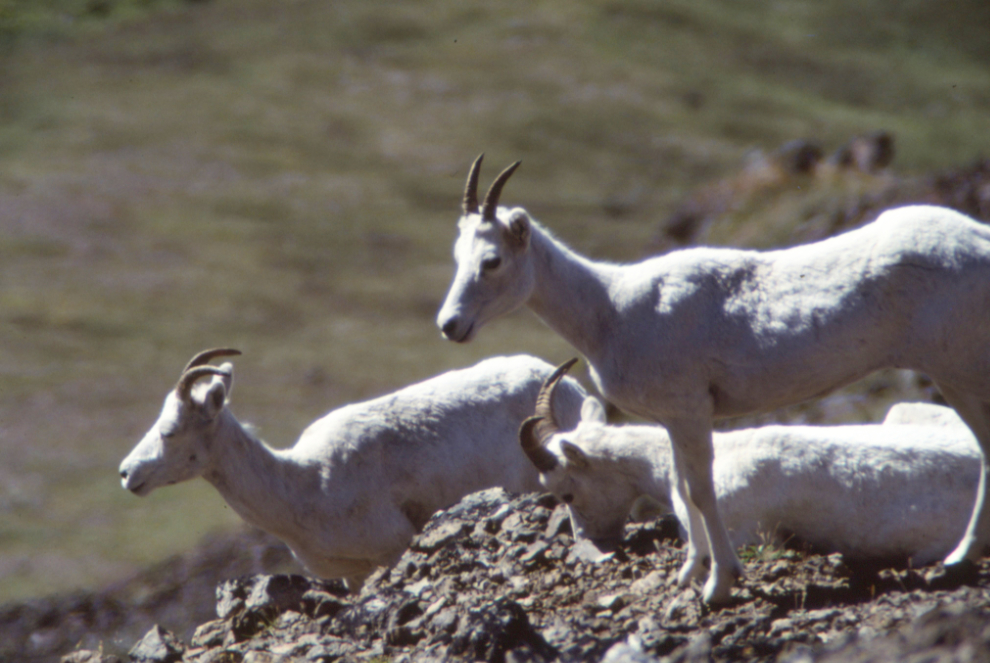 Dall sheep near the Wolverine Peak Trail, Anchorage, Alaska