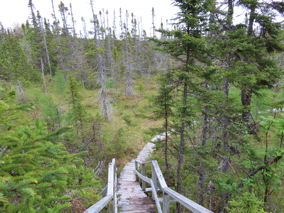 Hiking the Goodwiddy Path at Terra Nova National Park, Newfoundland.